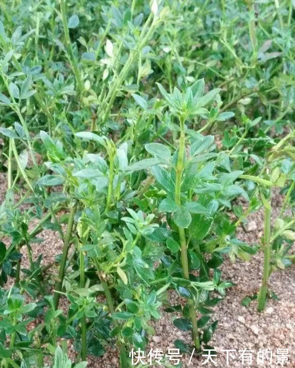 「冬天」5种花“冬天”能扦插,不黑腐成活率高,生根快一倍