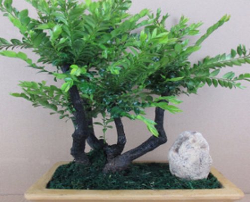  「寓意」家里的花不能乱养，这4种花旺财还美观，很多花友后悔没多养