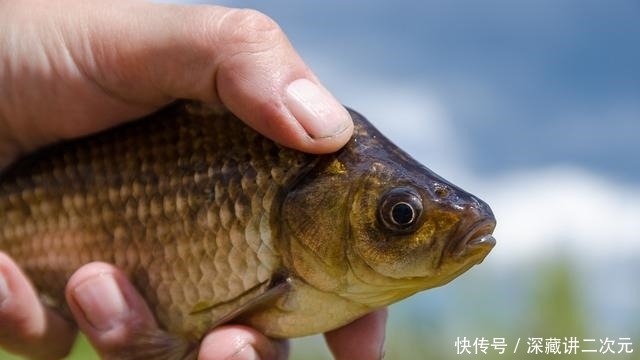  记住@正值繁殖季节，鲫鱼鲤鱼该怎么钓？记住这些方法上大鱼不难