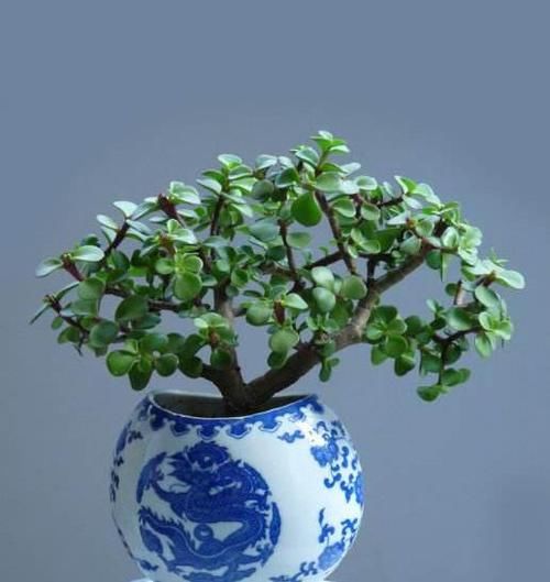  [落叶]金枝玉叶落叶变“光棍”？3招起死回生，叶子狂长，变成高贵盆景