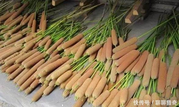农村姑娘在地里种“热狗”，年收入让人羡慕，人们纷纷表示没见过