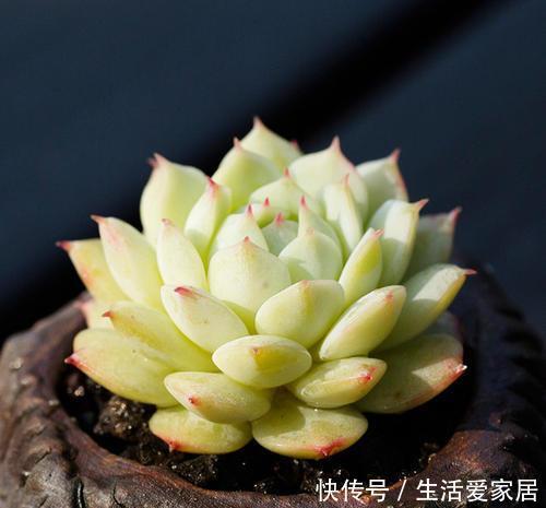  【家里】4种多肉植物，家里养上1盆，恰如仙子临凡尘！