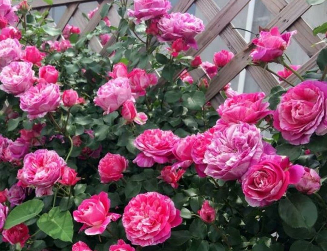  「生长旺盛」这“5种”花,再喜欢也要“狠狠晒”,越晒越开花,香味越浓郁!