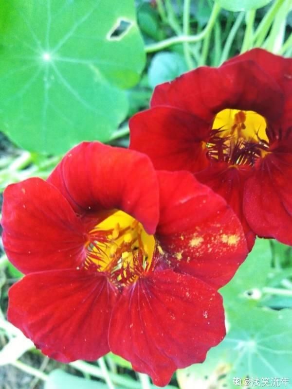  「将旱金莲养」花色灿烂的旱金莲，叶子像铜钱草，想要养好得注意这“7点”