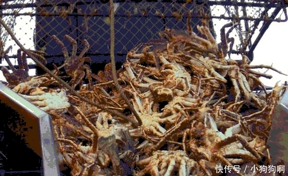 阿拉斯加捕蟹人生命随时被剥夺, 累了就躺在成堆的螃蟹中休息