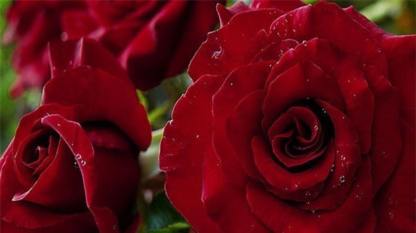  「玫瑰」喜欢玫瑰小队“精品玫瑰”的黑魔术，红色很深，醉意