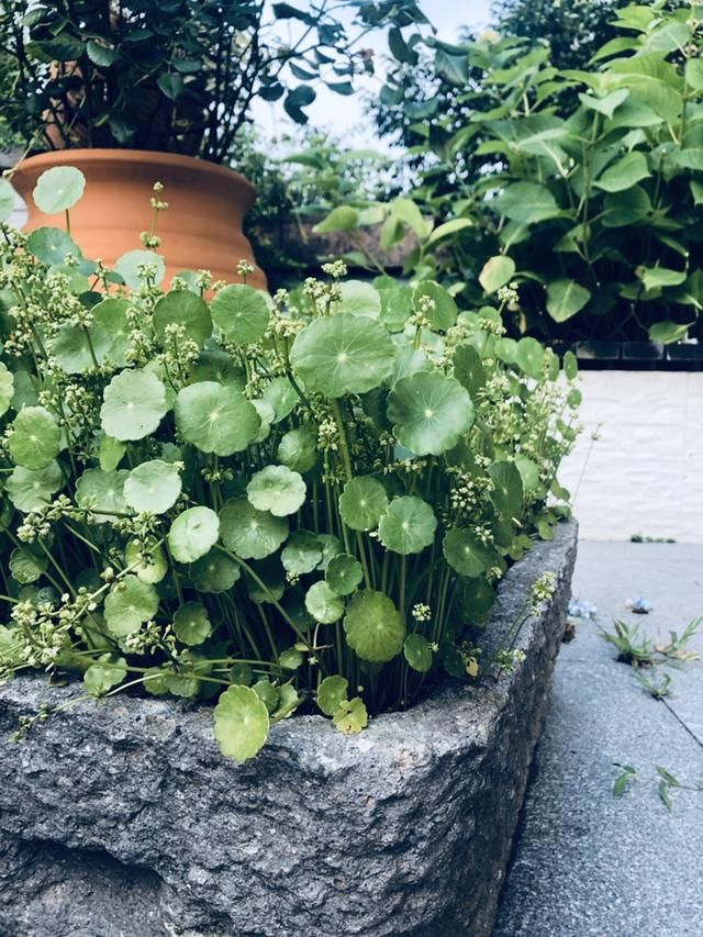  铜钱草■2种花，一旦开花就得剪，不然整棵植物死翘翘