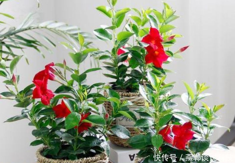  『春天』“3种花”适合春天养，花量大，易爆盆，花开满盆，你家有吗？