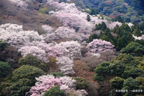 2019年樱花前线来袭！快来看最新樱花季预测！