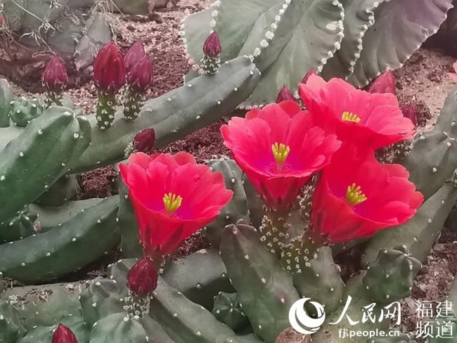  『春季』春已至花已开 厦门园林植物园多肉植物进入盛花期