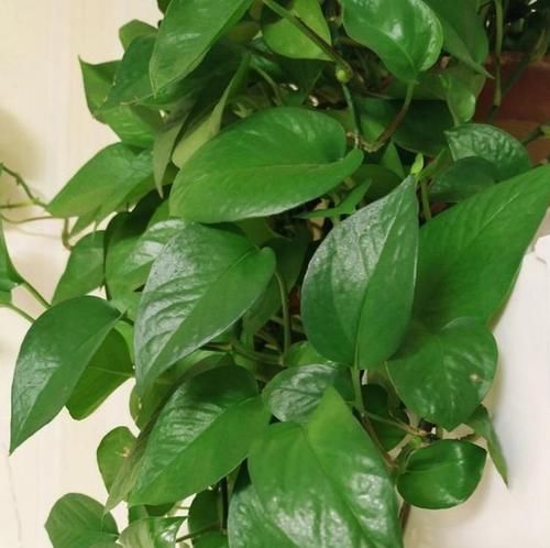 绿萝：春季逛花市，邻居只买3种花，新手也能养爆盆，花色鲜艳夺目