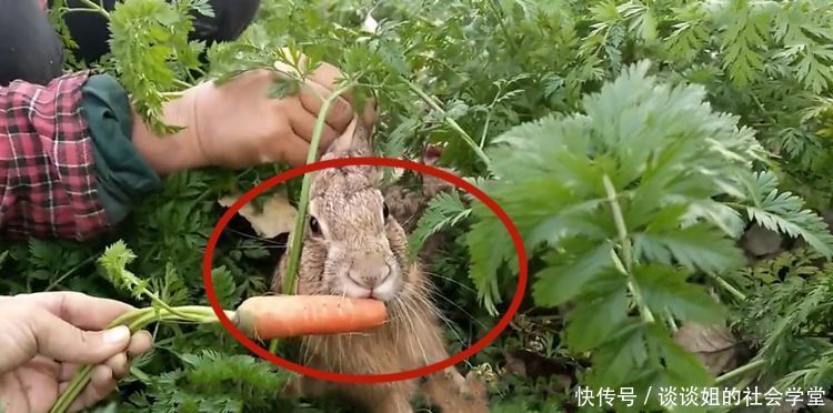 农村女子地里刨萝卜,却蹿出3斤重的大家伙,网友：大赚！