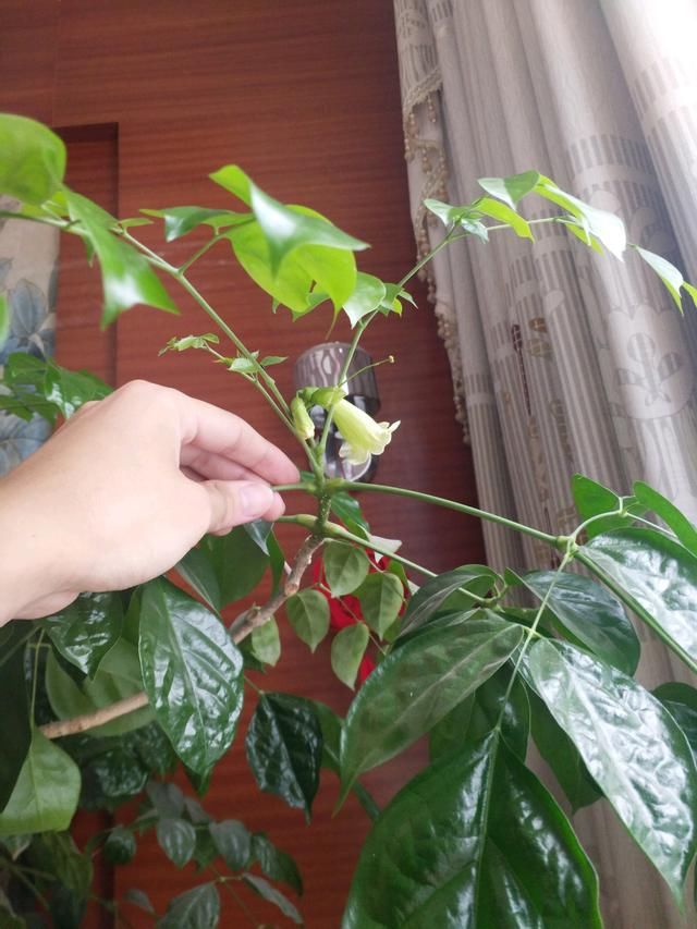  人都喜欢■养花高手，能把普通的植物“养开花”，比如虎皮兰、富贵竹、玉树