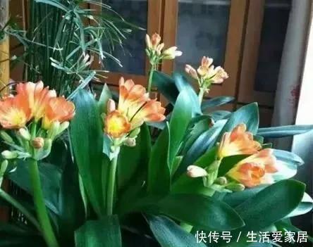 随便|这“6种花”客厅随便养2盆,养人“旺财”还镇宅,越有钱越爱养