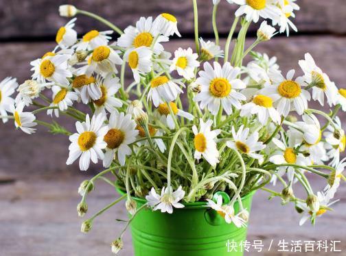 『卧室』卧室里养上这4种花卉,枝叶翠绿格调高,提升睡眠质量更健康!