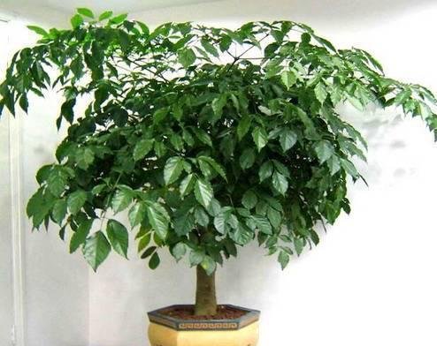 【财树】4大“财树”, 家里一定养几盆, 棵棵是“寓意”植物, 别忽视