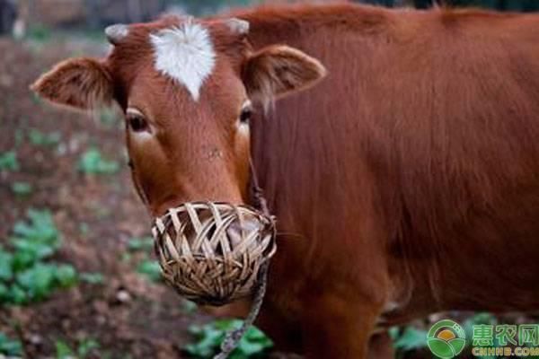 农村这7个老物件，你还记得吗？干啥用吗？