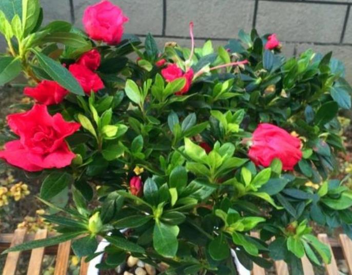  #石竹花#春季养上“4种花”，好养不说，花量还大，花开艳丽，好运来！