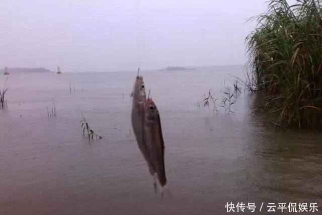  不折不扣：垂钓长江边，不折不扣的当了回“白条杀手”