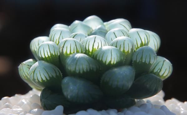  [阳光]玉露是能耐阴的多肉植物，多肉十二卷玉露怎么晒太阳？