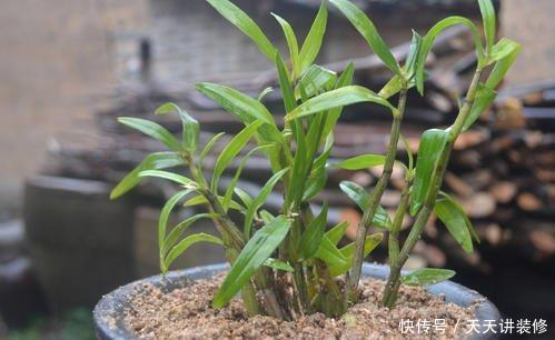 #植物#长在石缝里的石斛,不是普通的野草,喜欢就家养,浇水就能活