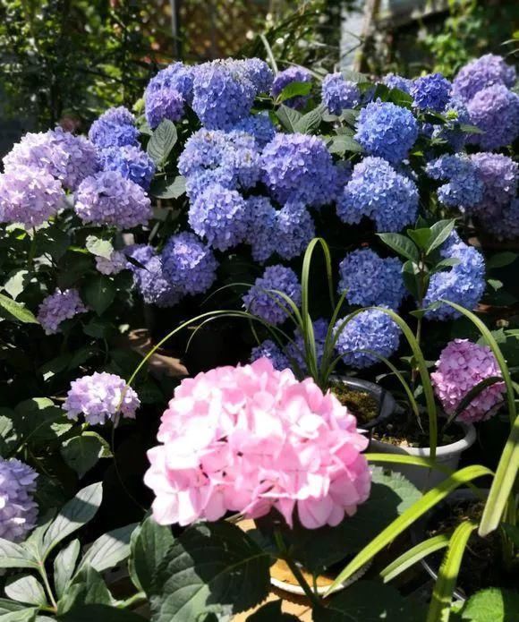  「花园」初夏养2种“花球”，清新可爱，花朵稠密，阳台变成小花园！