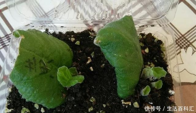 『扦插』空气生根扦插法,有效的懒人养花方法!揪片叶子丢袋子,太好活了