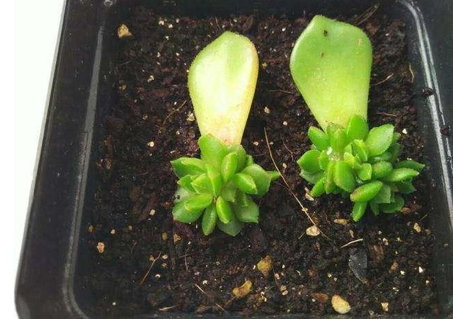 「小苗」乡间趣事!养多肉时,如何让“叶插”生根快?花农的小绝招,小苗快速变中苗