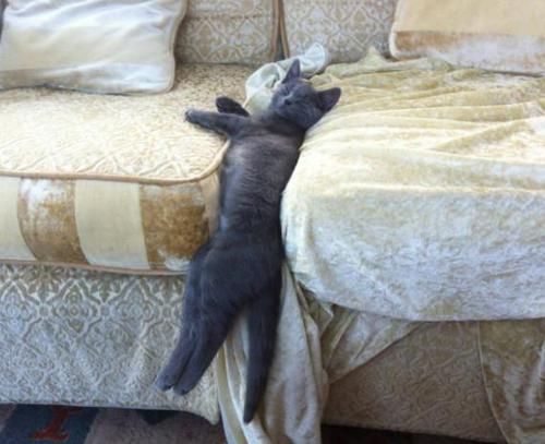 【睡姿】本以为只有小奶猫的睡姿怪,没想到大猫的睡姿更奇怪