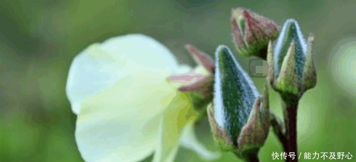 农村一种野菜浑身是宝, 野生的快灭绝了, 种子150元一斤