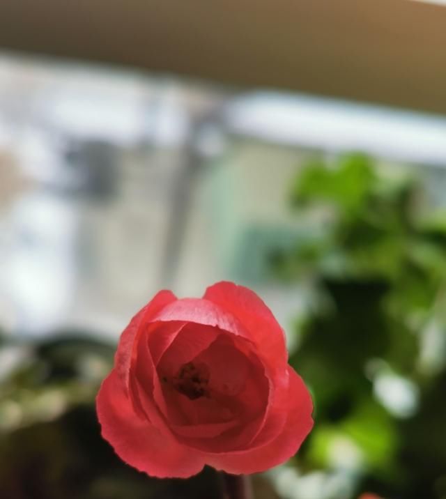  #增辉#与花为伴，岁月增辉