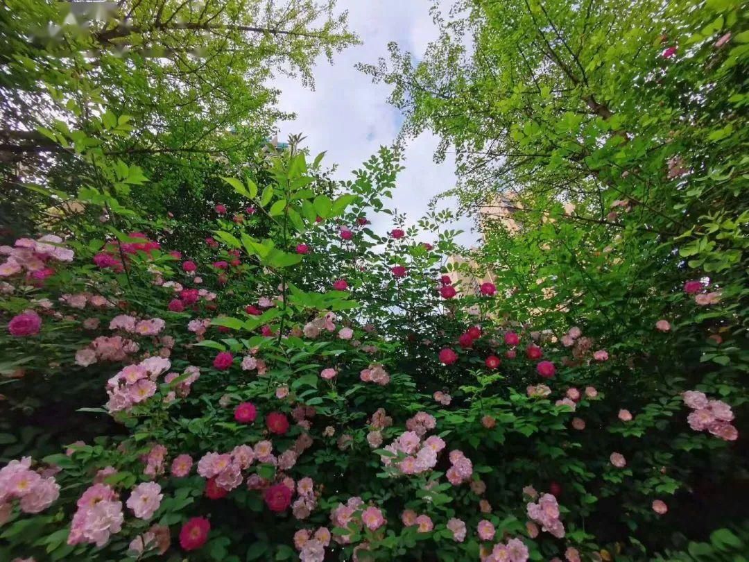  「打卡」蔷薇花开，待君归来|“云打卡”校园网红景点