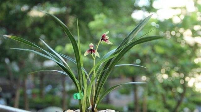  「最合适」误打误撞,兰友用它养兰花,10年老兰友都说好!