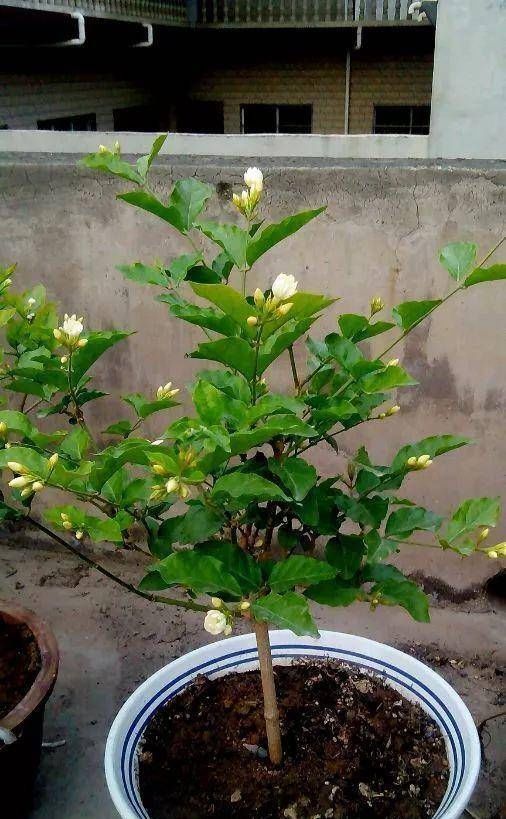  花生麸■节日期间，我们在家里做花肥，它充满了生育能力