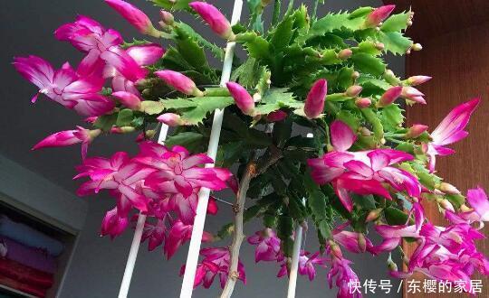 「切割方法」易扦插的花卉,掐个枝条插土里,好养易成活,省心又省钱!