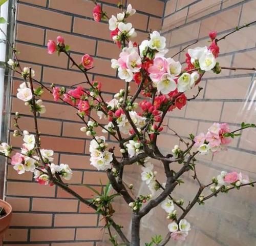  『观赏价值』此款花卉，好养易爆盆，养在家里非常的有档次，越养越值钱