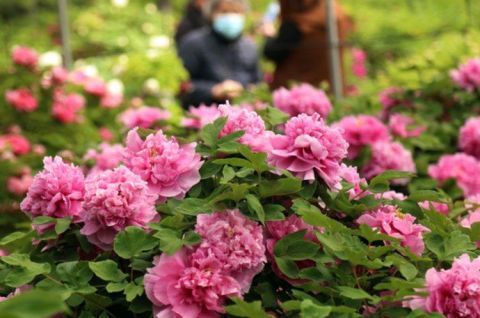  「工作者」牡丹初开开启赏花大幕，医务工作者可免费入园