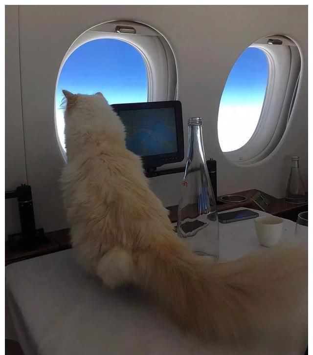  『富有』世界上最富有的猫，配专职保姆私人大厨修毛师，乘坐私人飞机出游