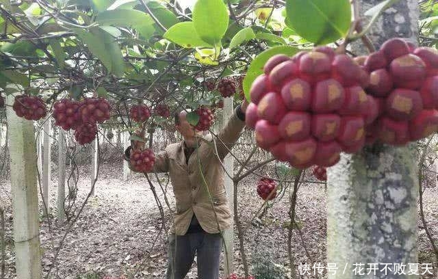  #种植#曾被炒得火热，问世一斤30元，如今种植有价无市，果农又