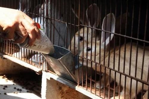  [兔子]兔子繁殖快，农村为什么不养殖兔子致富？听完过来人的分