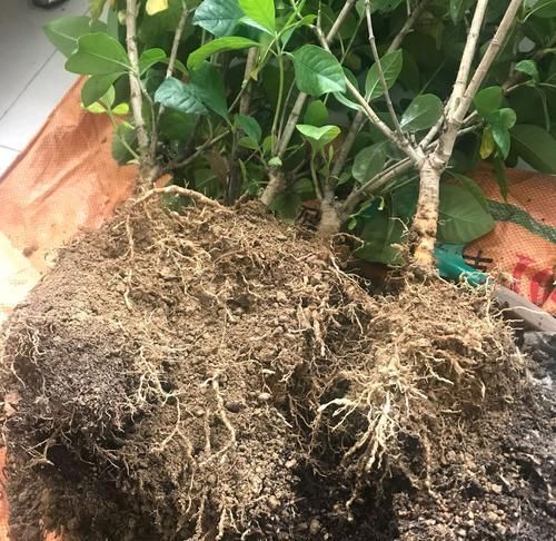  【栀子花】栀子花叶片总是无光泽，还不发新芽，脱盆以后见真章，祸端在此