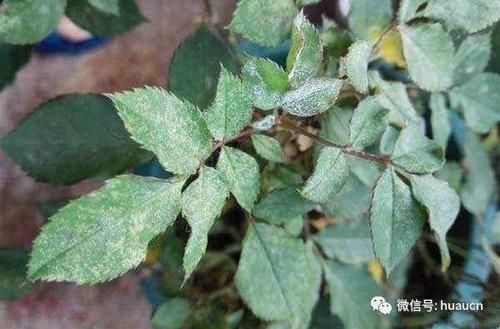  预防：月季花最怕白粉病，赶紧学几招，趁早做预防，小心剩下枯树枝