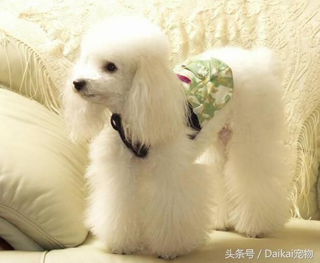 贵宾犬不想吃东西该怎么办?三招帮你轻松搞定