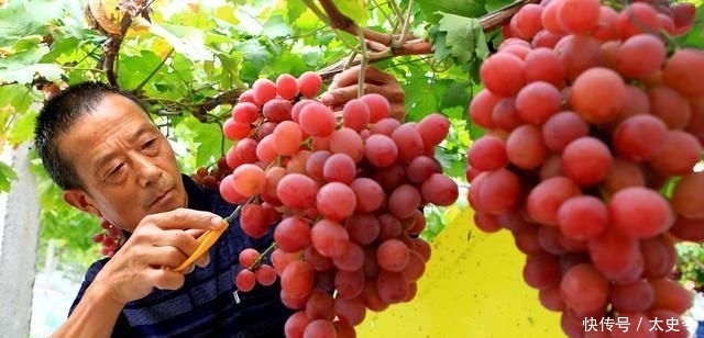  「树有」适合农村庭院种植的树有哪些？老农：这4种树，你最好不