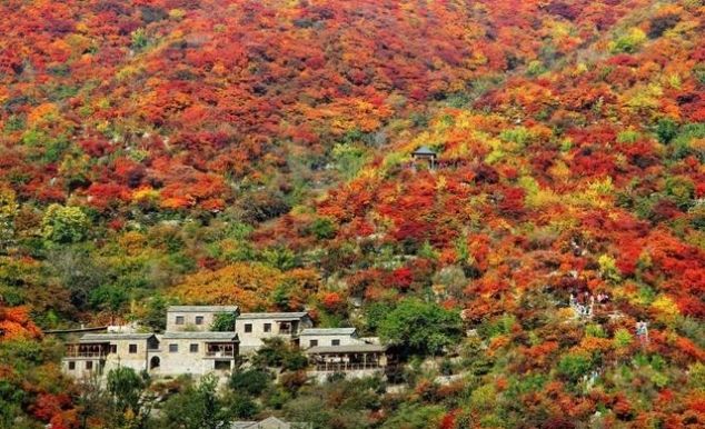 山上即将红叶漫天，山下百种山货齐聚，坡峰岭溜娃赏景一站配齐