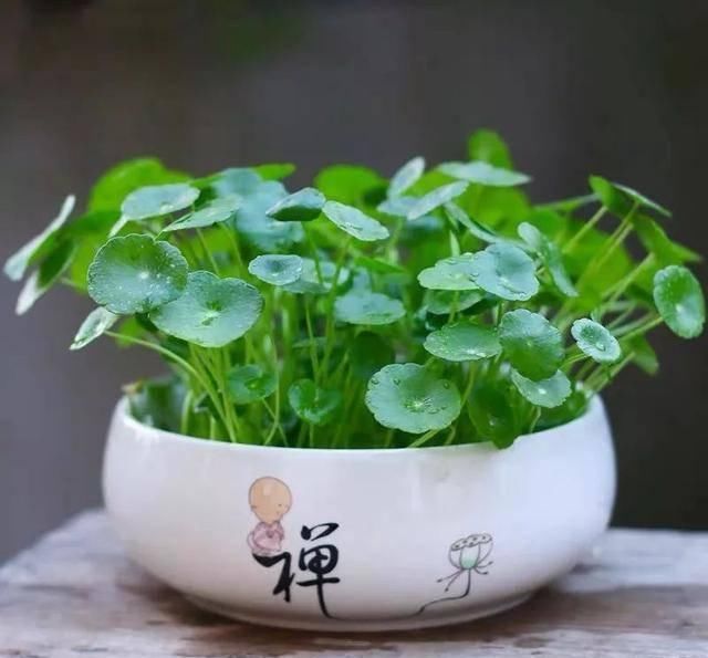  养活：这五种花号称“死不了”，植物杀手都能养活，你家有几种？