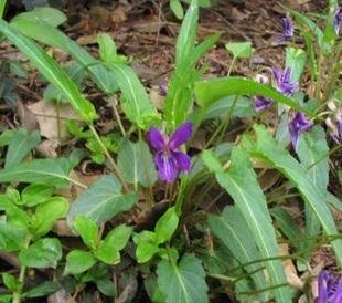 农村路边一种野草，叫做“犁头草”，农民见到就除，药用价值珍贵