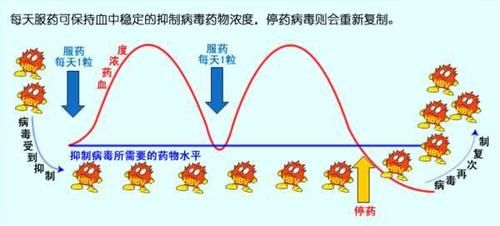 隐藏■乙肝病毒结构体系,隐藏在核膜内,成人慢性化率很低