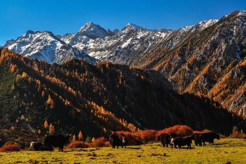 追寻传说中的七藏沟，将满眼秋色尽收眼底