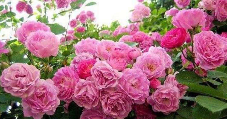  [漂亮]3种花适合新手和懒人，开花爆盆超漂亮，不用管，阳台轻松打造成花园